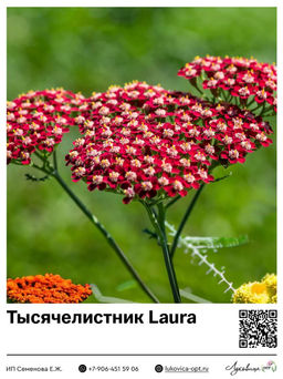 Тысячелистник Laura