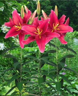 ЛИЛИЯ Розенка Разбор 12/14 Кол-во упак., шт 5