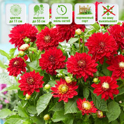 Георгина Мелоди Мамбо бордюрная