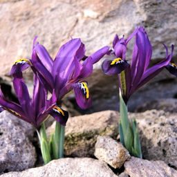 Ирис Джей Эс Дийт 5 шт