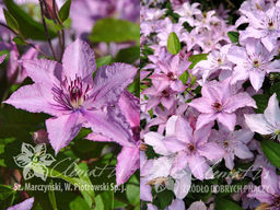 Клематис Hagley Hybrid (Хагли Гибрид) - Долина роз фото 3