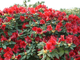 Рододендрон Scarlet Wonder (Скарлет Вондер) - Долина роз фото 4