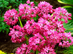 Allium Oreophilum (Лук декоративный Ореофиллум) 5шт