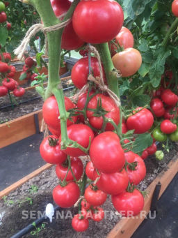 Томат Фамилия - Партнер фото 7