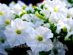 Петуния Супремо Изадора полуампельная белая - Партнер фото 3