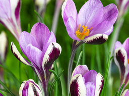 Крокус Spring Beauty (Спринг Бьюти) 5 шт - Долина роз фото 4