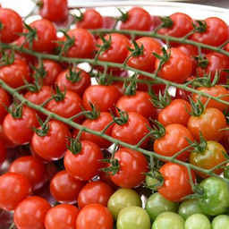 5112D Томат Терек F1 5шт