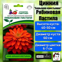 Цинния махровая Барышня-крестьянка Рябиновая Пастила - Партнер фото 2