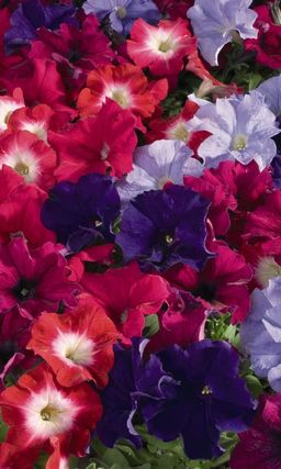 Петуния ДЕЛЮКС БЕДДИНГ  Многоцветковая