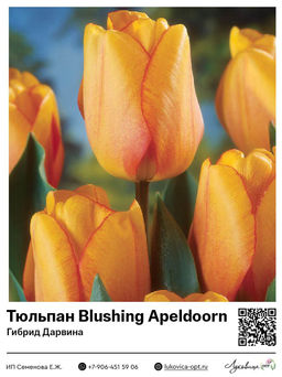 Тюльпан Blushing Apeldoorn (Гибрид Дарвина)