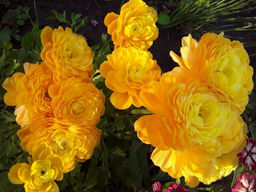 Лютик желтый (Ranunculus Yellow) 10шт