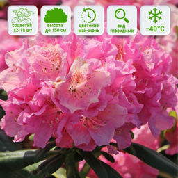 Рододендрон Хельсинки Университет