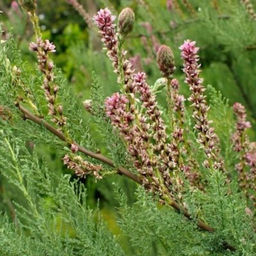 Мирикария лисохвостиковая 1 год ЗКС тара 0,5л высота 5-15см. - Наша дача фото 3