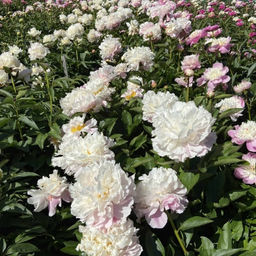 Пион Катарина Фонтайн