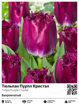 Тюльпан Purple Crystal (Бахромчатый) - Голландские луковицы фото 2