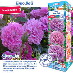 Роза Блю Бой (Флорибунда) 1шт