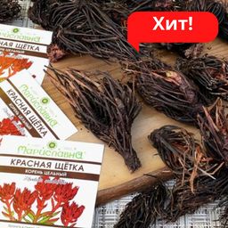Красная щётка (корень цельный) - Мариславна фото 4