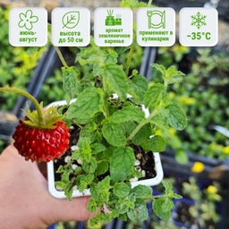 Мята Земляника мелколистная