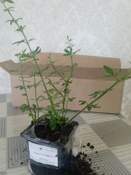 Жасмин голоцветковый