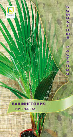 Вашингтония (нитеносная) Нитчатая (ЦВ) (К) 3шт. - Поиск фото 2