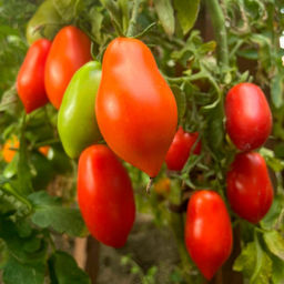 Томат ГРЕЧАНКА F1 Надёжный! Устойчив к фузариозному увяданию! Вкуснятина! - Уральский дачник фото 4