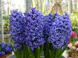 Гиацинт Blue Jacket (Блю Джекет) - Долина роз фото 5