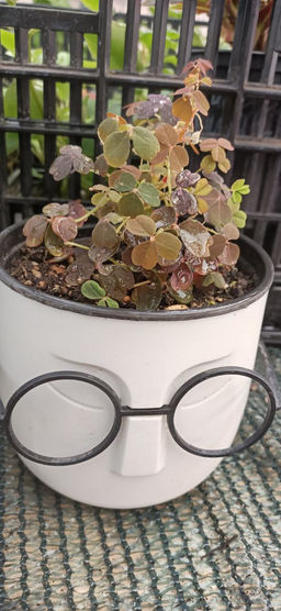 Кислица Бешеная сливка в кашпо со вставкой Стив