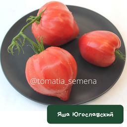 Яша Югославский - Tomatia фото 4