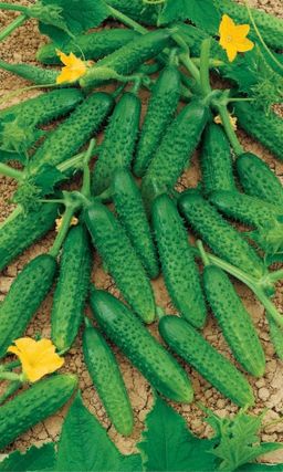 Огурец ПРЕЗИДЕНТ  Лидер на огуречной грядке! Огурчики без пустот, без горечи! Более 60 дней активного плодоношения!