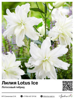 Лилия Lotus Ice (Лотосовый гибрид)