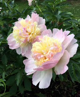 ПИОН Катарина Фонтэйн Разбор 2/3 n Кол-во упак., шт 1