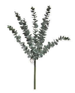 Эвкалипт BABY BLUE куст - Пыльно-зеленый - Real touch фото 3