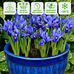 Ирис Гармония 5 шт