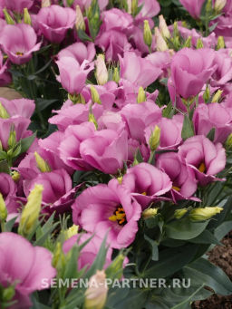 Эустома карликовая лиловая Мисс Шарли - Партнер фото 5