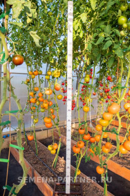 Томат Золотой Орфей - Партнер фото 4