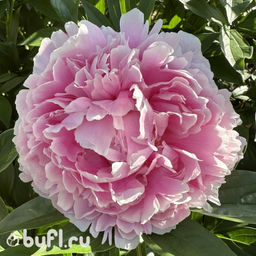 Пион Sarah Bernhardt