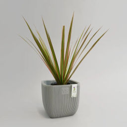 Горшок для цветов с дренажной системой Фабио VipSet 4,7 л серый (AMF-4,7-03) - Крассула фото 3