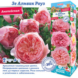 Роза Зе Алнвик Роуз (Английская) 1шт