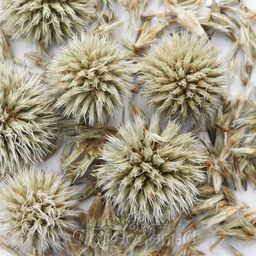 Мордовник шароголовый (семена) - Мариславна фото 2