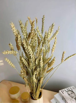 Пшеница безостая натуральная, пучок 50г, 60 колосьев, h 60-70см