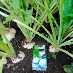 Репа РУССКИЙ ДЕЛИКАТЕС  Выдающиеся вкусовые качества! - Уральский дачник фото 5