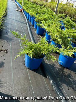 Можжевельник средний Голд Стар С5 - Park rose фото 3