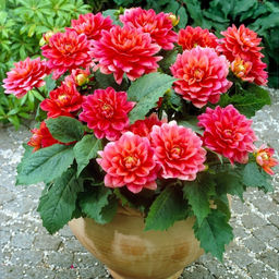 Георгина Берлинер Клин бордюрная - Долина роз фото 3