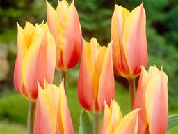 Тюльпан Long Lady (Лонг Леди) - Долина роз фото 3