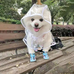 Дождевик для мелких пород собак "KOMFORT", прозрачный, р M