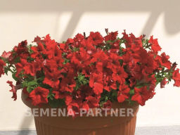 Петуния Супремо Виктория полуампельная красная - Партнер фото 3