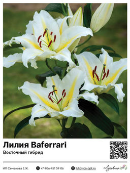 Лилия Baferrari (Восточный ориентальный гибрид)