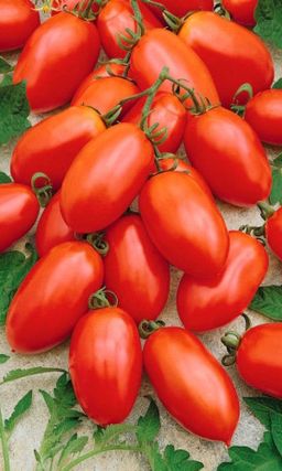 Томат КЛАВДИЯ Очарует Вас своим урожаем и будет вам доброй, огородной подружкой! Вкус просто волшебный с насыщенным бархатистым послевкусием!