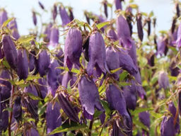 Колокольчик гибридный Сарастро - Долина роз фото 5