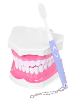 Набор для опытов Анатомия, челюсть человека - Эврики фото 7